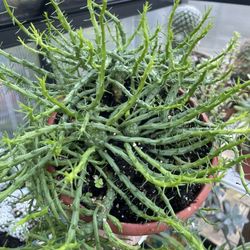 Medusa Plant