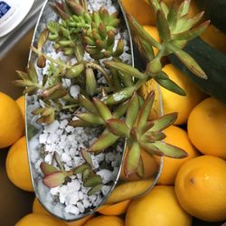 Arrangements For  A Gift Or Collection  In An Oblong Tin