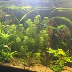 Limnophila Heterophylla