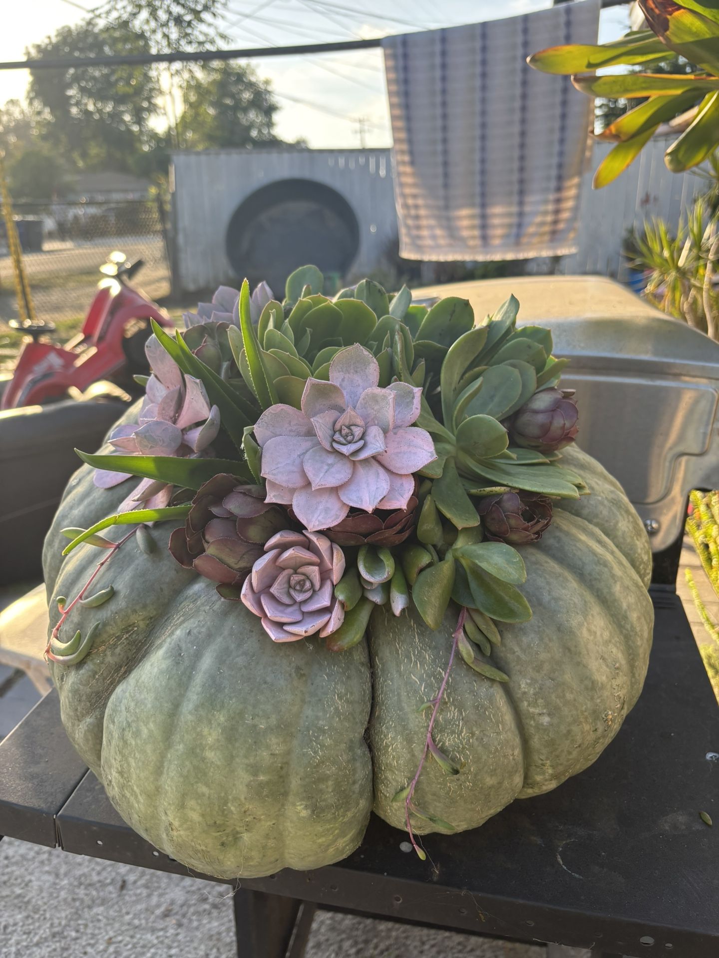 Halloween Decor