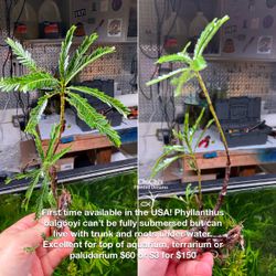 Rare Ferns And Anubias Aquarium And Terrarium Plants