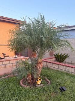 Pygmy Date Palm Trees for Sale