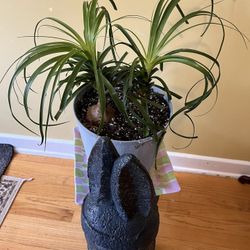 🪴Ponytail Palm Plant🪴