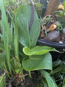 Beautiful plants