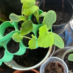 Squash Plants