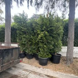Indian Lauren Ficus 25s Gallons