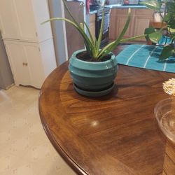 Aloe vera plant in pot