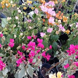 Bougainvilleas