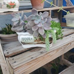 Succulent Mix With Ceramic Planter $50