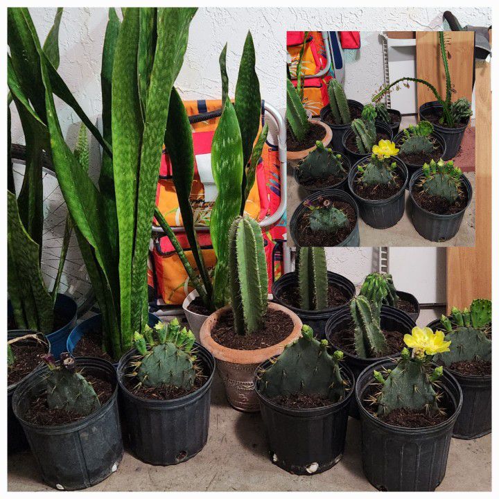 Plants. Cactus. Succulents.  Indoors Plants.  Outdoor Plants.  