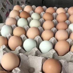 Organic Fresh Chicken Eggs 