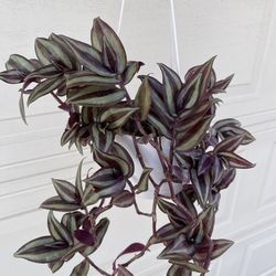 Tradescantia Zebrina plant