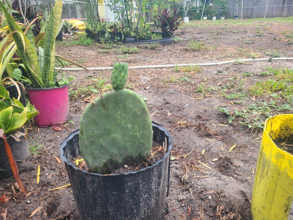 Cactus Fruits