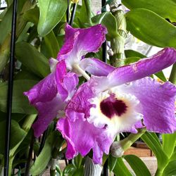 Big Dendrobium Orchid, Big Flowers And Fragrant