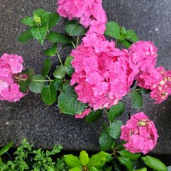 Hydrangea 
