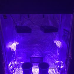 Gorilla Grow 2x4 Full Setup