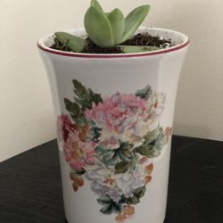 Sedum Succulent In Floral Pot