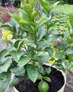 Lime Trees