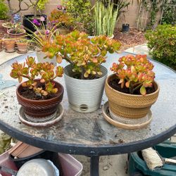Jade plants some in ceramic pots. Inquiry of interested