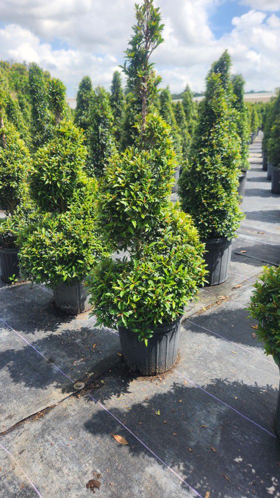 Beautiful Topiary Plants!!! Fertilized!!! Starting At $35. Different Sizes And Prices. 