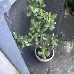 Jade plants