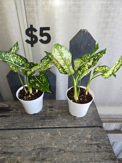 Dieffenbachia