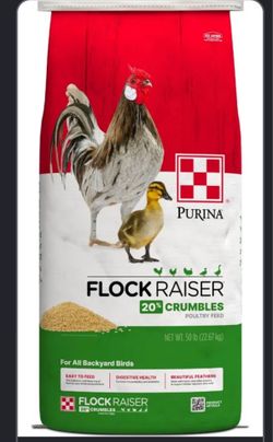 Comida / chicken food feed