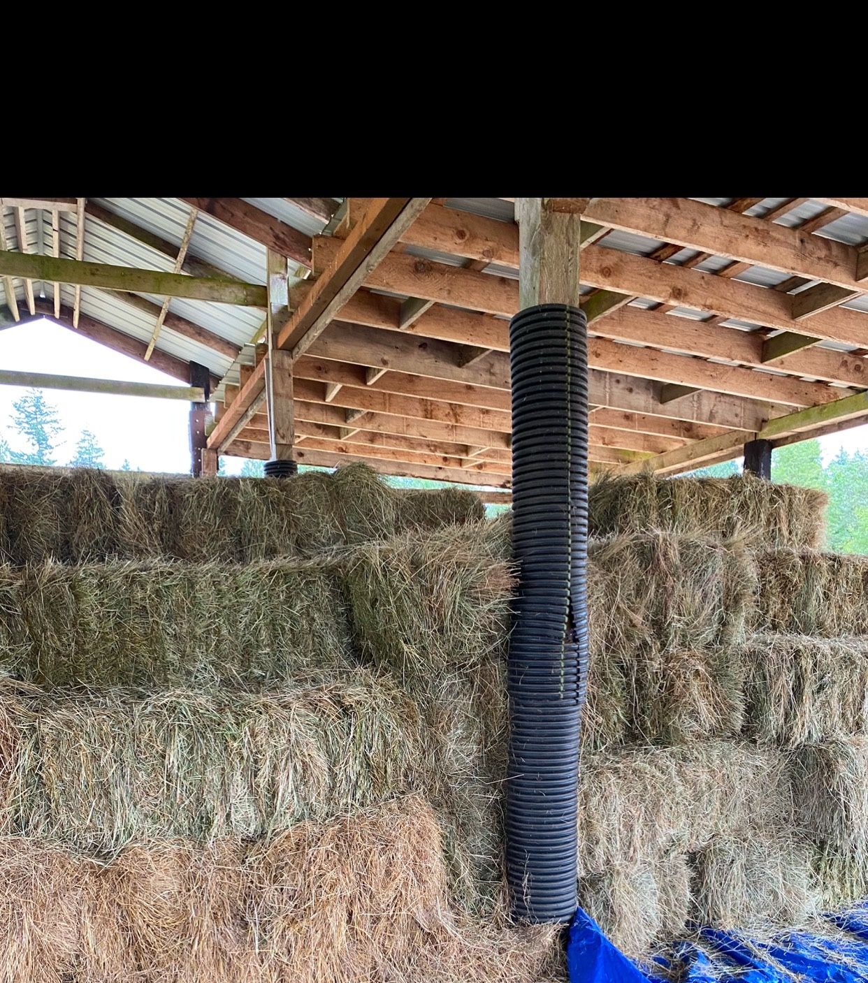 Local Cow Hay