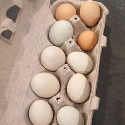 Eggs 