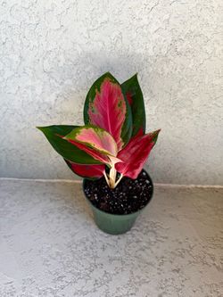 Aglaonema  plant