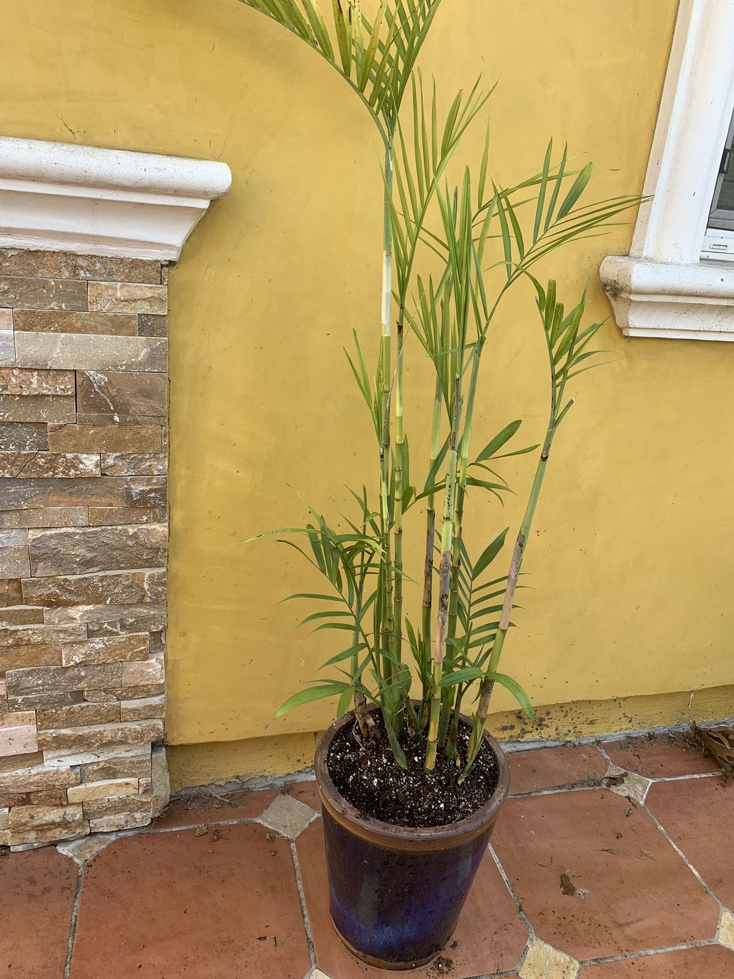Bamboo Palm - For Sale
