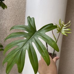 Beautiful Philodendron Mayoi Top Plant CUTTING- Well Rooted