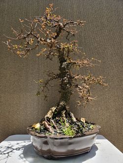 Old Operculicarya Decaryi Bonsai Tree for Sale in Midway City, CA - OfferUp