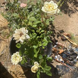 3  Colors Rose 