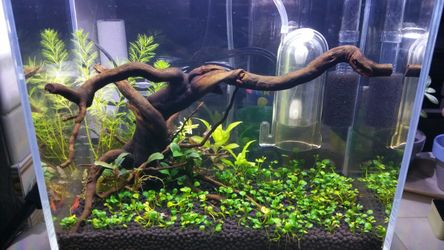 New Nano 3.5 Gallon Rimless Aquarium