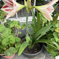 Planta