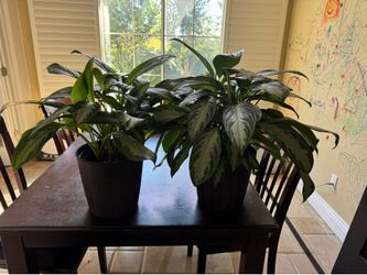 Indoor plants
