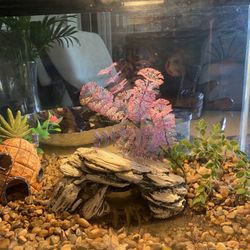 10 gallon aquarium Fish Tank