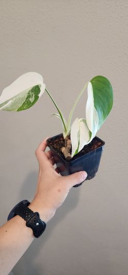 Albo monstera