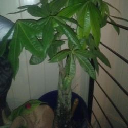 Plants Plants Plants If You See It And You Like It You Let Me Know I'll Give You A Price Most Of The Multi-plant Pots Must Go Together But Can 