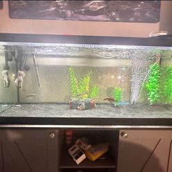 Fish Tank 