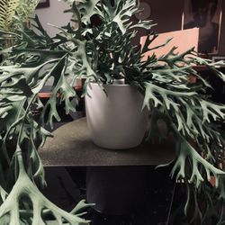 Faux Plant