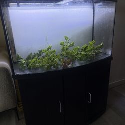 Beautiful Fresh Water Aquarium / Fish Tank 40 Gallons Includes Stand And Lights