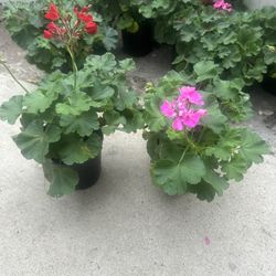 plantas de jeranio