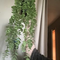 Fake Eucalyptus Plant 