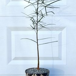 Brachychiton Rupestris/ Bottle Tree (Planter Included).  #B5