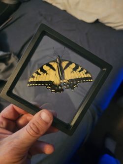 Eastern tiger swallowtail framed specimen