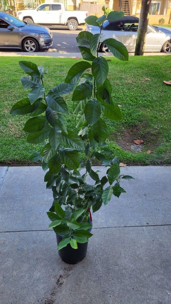 Organic Lemon Tree Plant $95.00