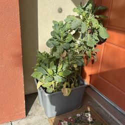 Plants Greens Garden