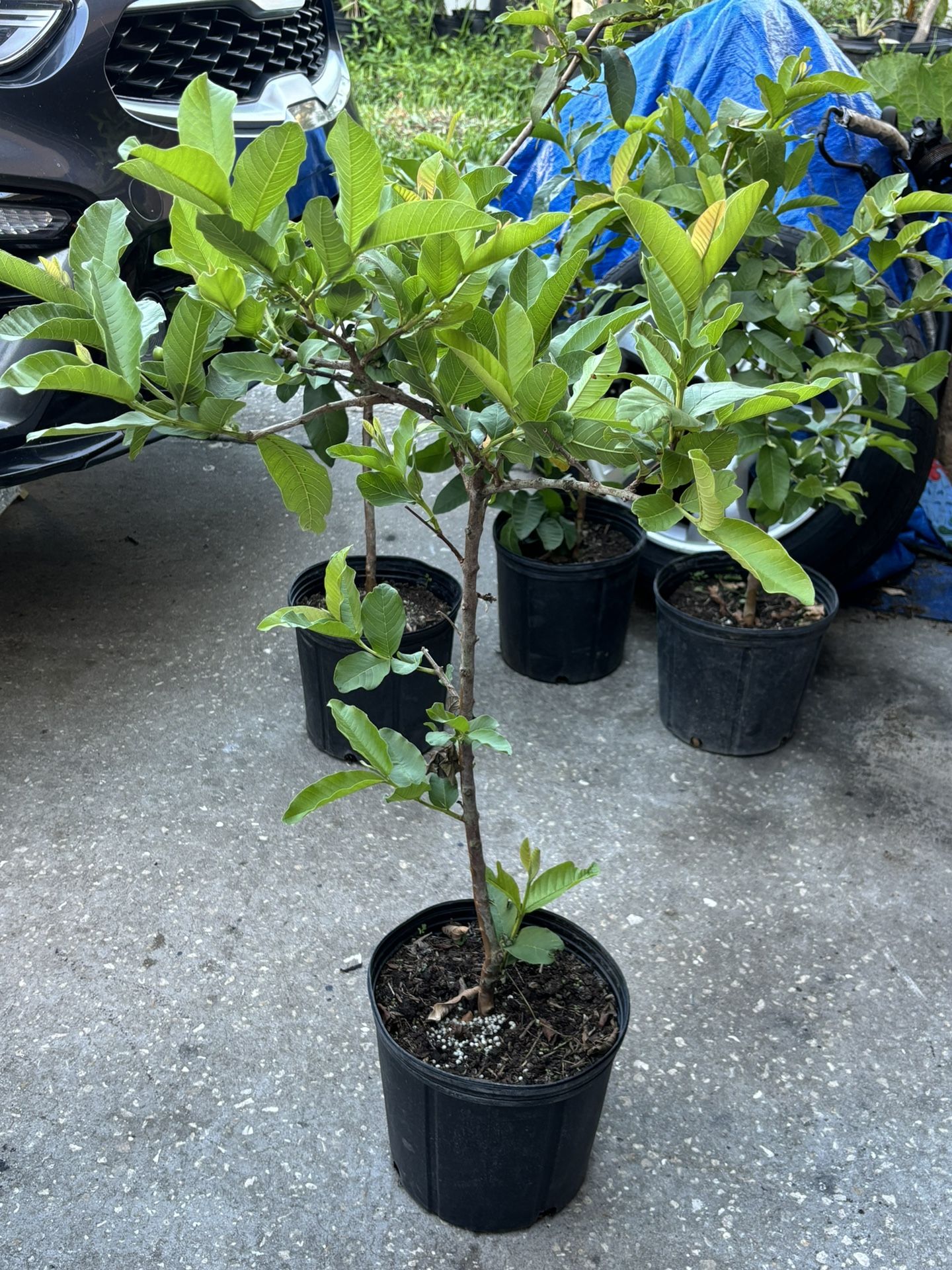 (White)Guava Plant 